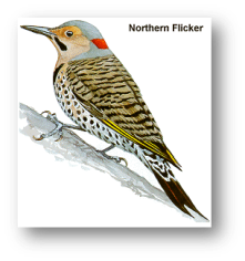 Northern flicker